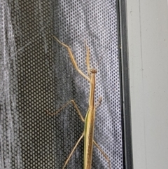 Tenodera australasiae (Purple-winged mantid) at Forde, ACT - 25 Mar 2023 by AniseStar