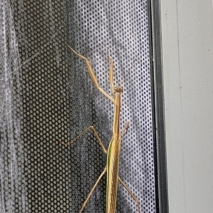 Tenodera australasiae at Forde, ACT - 25 Mar 2023