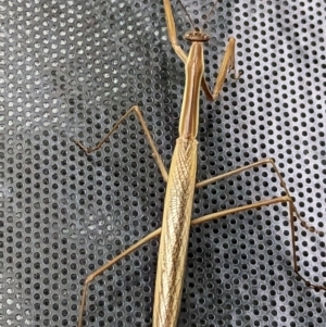 Tenodera australasiae at Forde, ACT - 25 Mar 2023 09:16 AM