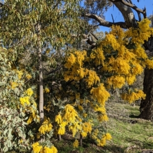 Acacia baileyana at Watson, ACT - 22 Aug 2021 03:40 PM