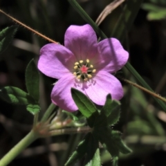 Geranium retrorsum (Grassland Cranesbill) at Dry Plain, NSW - 14 Mar 2022 by AndyRoo