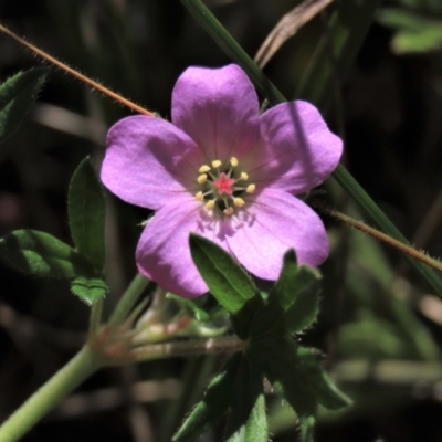 Geranium retrorsum (Grassland Cranesbill) at Top Hut TSR - 14 Mar 2022 by AndyRoo