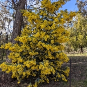 Acacia baileyana at Watson, ACT - 22 Aug 2021 03:52 PM