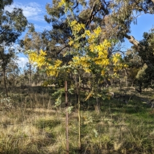 Acacia baileyana at Watson, ACT - 22 Aug 2021