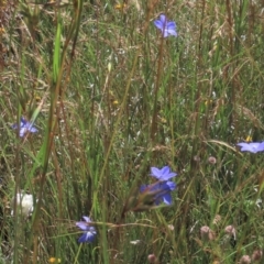 Wahlenbergia sp. (Bluebell) at Top Hut TSR - 15 Jan 2022 by AndyRoo