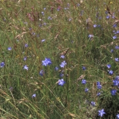 Wahlenbergia sp. at Dry Plain, NSW - 15 Jan 2022