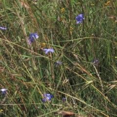 Themeda triandra (Kangaroo Grass) at Dry Plain, NSW - 15 Jan 2022 by AndyRoo