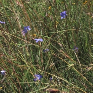 Themeda triandra at Dry Plain, NSW - 15 Jan 2022