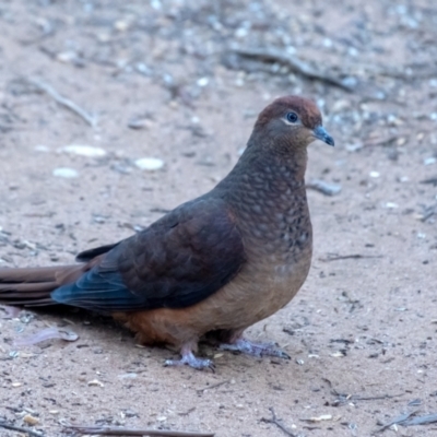 Macropygia phasianella (Brown Cuckoo-dove) at Penrose, NSW - 1 Jul 2023 by Aussiegall