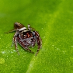 Unidentified Jumping or peacock spider (Salticidae) at Penrose, NSW - 26 Jun 2023 by Aussiegall