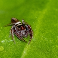 Opisthoncus grassator (Jumping spider) at Penrose, NSW - 26 Jun 2023 by Aussiegall