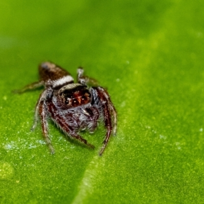 Unidentified Jumping or peacock spider (Salticidae) at Penrose, NSW - 26 Jun 2023 by Aussiegall