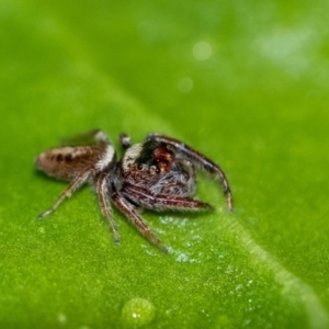 Opisthoncus grassator at Penrose, NSW - 26 Jun 2023