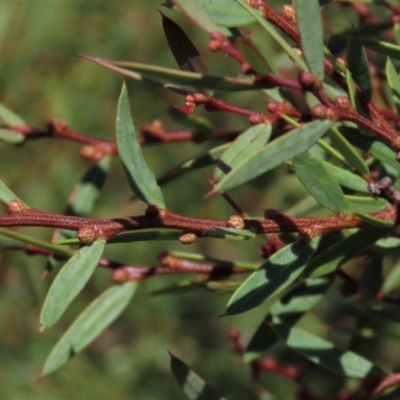 Acacia siculiformis (Dagger Wattle) at Top Hut TSR - 15 Jan 2022 by AndyRoo