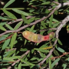 Acacia siculiformis at Dry Plain, NSW - 15 Jan 2022 02:20 PM