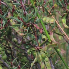 Acacia siculiformis (Dagger Wattle) at Top Hut TSR - 15 Jan 2022 by AndyRoo