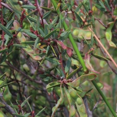 Acacia siculiformis (Dagger Wattle) at Top Hut TSR - 15 Jan 2022 by AndyRoo