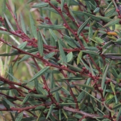 Acacia siculiformis at Dry Plain, NSW - 15 Jan 2022