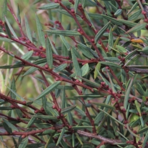 Acacia siculiformis at Dry Plain, NSW - 15 Jan 2022