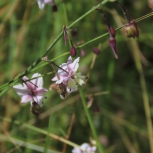 Arthropodium milleflorum at Dry Plain, NSW - 15 Jan 2022 03:12 PM