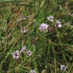 Arthropodium milleflorum at Dry Plain, NSW - 15 Jan 2022 03:12 PM