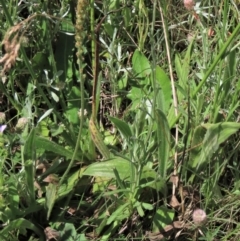 Plantago varia (Native Plaintain) at Dry Plain, NSW - 15 Jan 2022 by AndyRoo