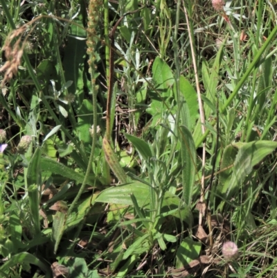 Plantago varia (Native Plaintain) at Top Hut TSR - 15 Jan 2022 by AndyRoo