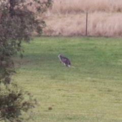 Osphranter robustus robustus (Eastern Wallaroo) at Paddys River, ACT - 27 Jun 2023 by RodDeb