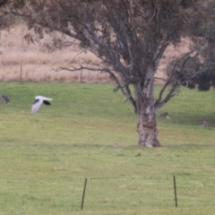 Osphranter robustus at Paddys River, ACT - 27 Jun 2023