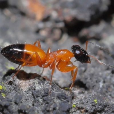 Opisthopsis sp. (genus) (Strobe ants) at Ormiston, QLD - 1 Jul 2023 by TimL