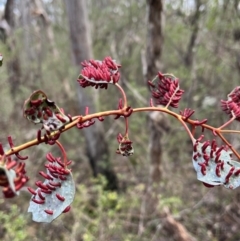 Apiomorpha sp. (genus) (A gall forming scale) at Burrinjuck, NSW - 1 Jul 2023 by sduus