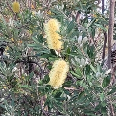 Banksia integrifolia subsp. integrifolia (Coast Banksia) at Nelson Bay, NSW - 1 Jul 2023 by trevorpreston
