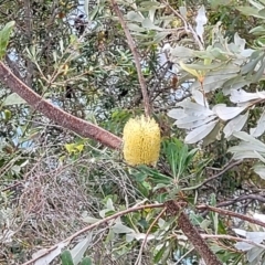 Banksia integrifolia subsp. integrifolia at Nelson Bay, NSW - 2 Jul 2023