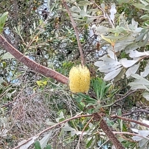 Banksia integrifolia subsp. integrifolia at Nelson Bay, NSW - 2 Jul 2023 08:56 AM