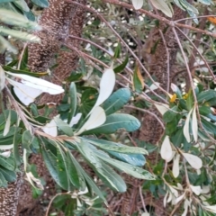 Banksia integrifolia subsp. integrifolia at Nelson Bay, NSW - 2 Jul 2023 08:56 AM