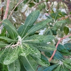 Banksia integrifolia subsp. integrifolia at Nelson Bay, NSW - 2 Jul 2023