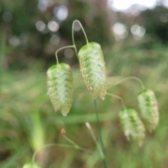 Briza maxima (Quaking Grass, Blowfly Grass) at Nelson Bay, NSW - 2 Jul 2023 by trevorpreston