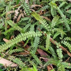 Adiantum hispidulum var. hispidulum (Rough Maidenhair) at Nelson Bay, NSW - 1 Jul 2023 by trevorpreston