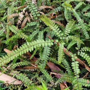 Adiantum hispidulum var. hispidulum at Nelson Bay, NSW - 2 Jul 2023