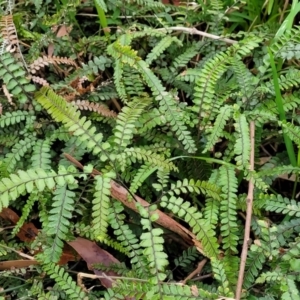 Adiantum hispidulum var. hispidulum at Nelson Bay, NSW - 2 Jul 2023