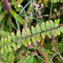 Adiantum hispidulum var. hispidulum at Nelson Bay, NSW - 2 Jul 2023