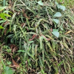 Adiantum hispidulum var. hispidulum at Nelson Bay, NSW - suppressed