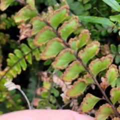 Adiantum hispidulum var. hispidulum at Nelson Bay, NSW - suppressed