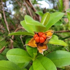 Hibbertia scandens (Climbing Guinea Flower) at Nelson Bay, NSW - 2 Jul 2023 by trevorpreston