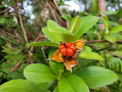 Hibbertia scandens (Climbing Guinea Flower) at Nelson Bay, NSW - 2 Jul 2023 by trevorpreston