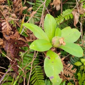 Hibbertia scandens at Nelson Bay, NSW - 2 Jul 2023