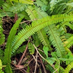 Nephrolepis cordifolia (Fishbone Fern) at Nelson Bay, NSW - 1 Jul 2023 by trevorpreston