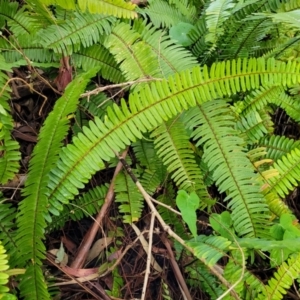 Nephrolepis cordifolia at Nelson Bay, NSW - 2 Jul 2023