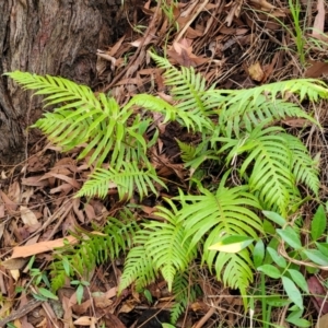 Blechnum cartilagineum at Nelson Bay, NSW - 2 Jul 2023