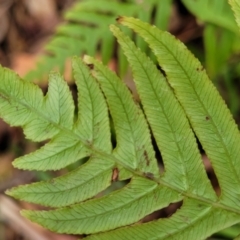 Blechnum cartilagineum at Nelson Bay, NSW - suppressed